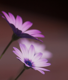 Czy można kochać dwie osoby naraz?